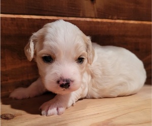 Cavanese Puppy for sale in PINK HILL, NC, USA