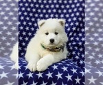 Small Photo #6 Samoyed Puppy For Sale in OXFORD, PA, USA