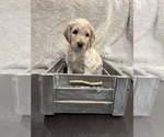 Puppy Tootsie Goldendoodle
