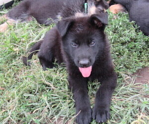 German Shepherd Dog Puppy for sale in COLUMBUS, NE, USA