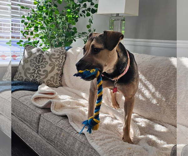 Medium Photo #8 Mutt Puppy For Sale in Chester, NJ, USA