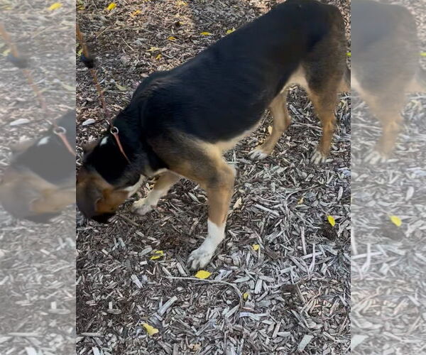 Medium Photo #4 American Foxhound-Black Mouth Cur Mix Puppy For Sale in Woodland Hills, CA, USA