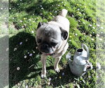 Small #2 Pug Mix