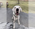 Small #1 Great Dane