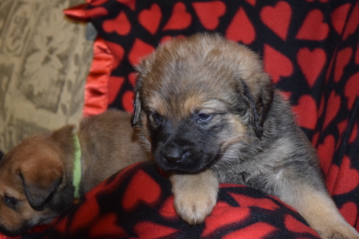 Medium Photo #1 Chesapeake Bay Retriever-Rottweiler Mix Puppy For Sale in ANOKA, MN, USA