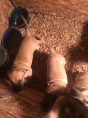 Presa Canario Puppy for sale in FLINT, MI, USA