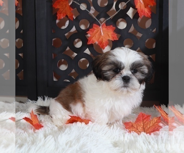 Medium Photo #4 Shih Tzu Puppy For Sale in MOUNT VERNON, OH, USA