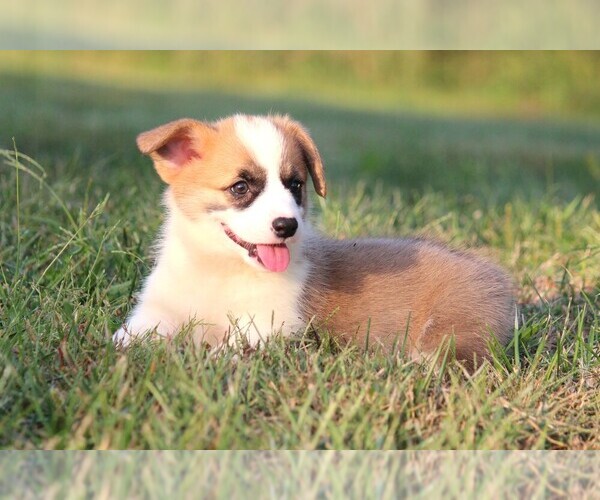 Medium Photo #3 Pembroke Welsh Corgi Puppy For Sale in FORT MADISON, IA, USA