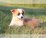 Small #2 Pembroke Welsh Corgi