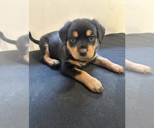 Rottweiler Puppy for sale in MONROE TOWNSHIP, NJ, USA