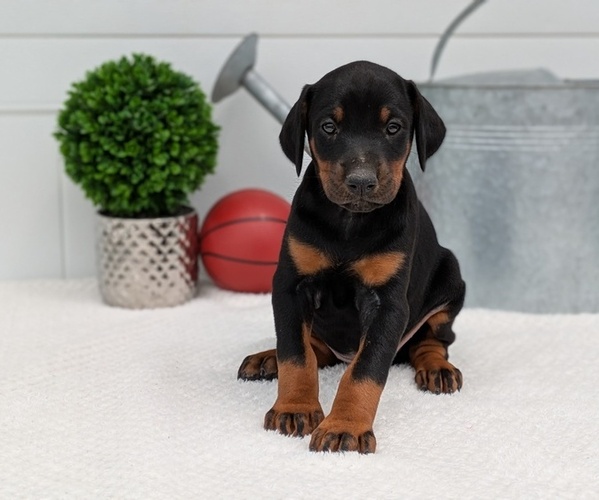 Medium Photo #6 Doberman Pinscher Puppy For Sale in GOSHEN, IN, USA