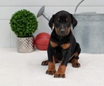 Small Photo #6 Doberman Pinscher Puppy For Sale in GOSHEN, IN, USA