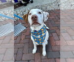 Small #13 Bullboxer Pit