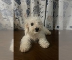 Small #42 Cavapoo-Poodle (Miniature) Mix
