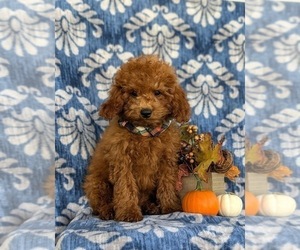 Cavapoo Puppy for sale in OXFORD, PA, USA