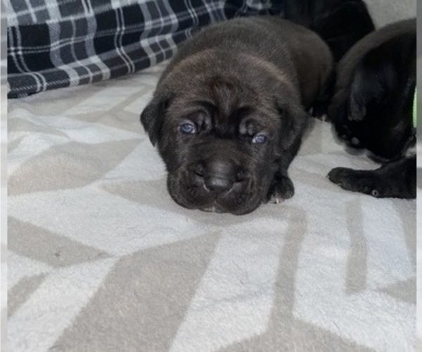 Medium Photo #7 Cane Corso Puppy For Sale in HORACE, ND, USA