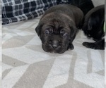 Small #6 Cane Corso