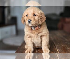 Golden Retriever Puppy for Sale in JACKSONVILLE, Florida USA