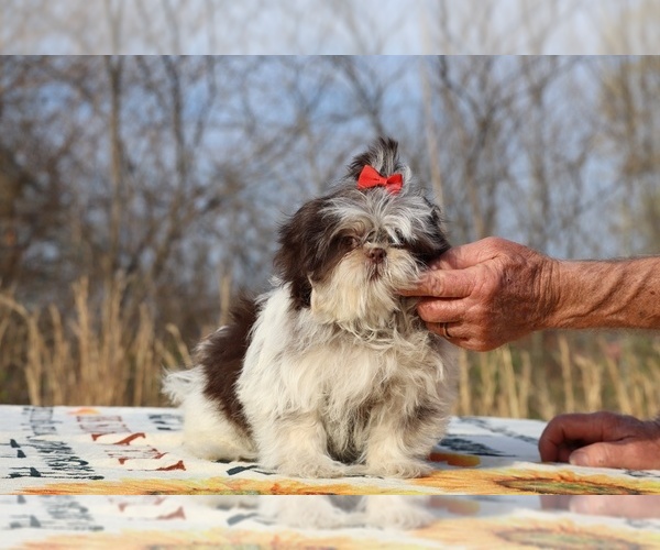 Medium Photo #8 Shih Tzu Puppy For Sale in DYERSBURG, TN, USA