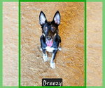 Small Photo #2 Australian Kelpie-Unknown Mix Puppy For Sale in Granbury, TX, USA