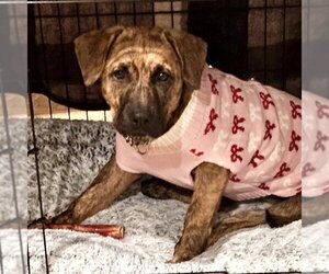 Savannah - Female Plott Hound-Unknown Mix Dog for Adoption - Photo #9