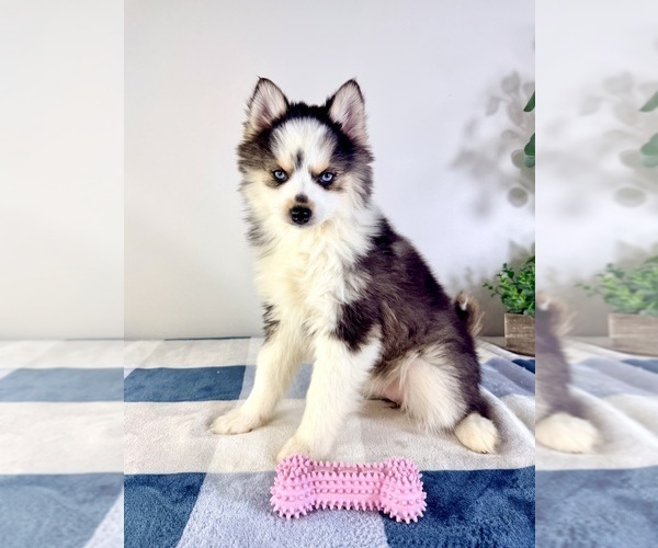 Medium Photo #5 Pomsky Puppy For Sale in GREENFIELD, IN, USA