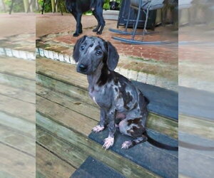 Mutt Dogs for adoption in Raleigh, NC, USA