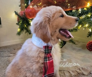 Golden Retriever Puppy for sale in WILLOWS, CA, USA