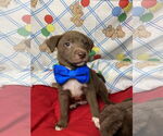Small #1 Boxer Mix