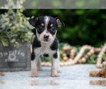 Small #1 Chihuahua