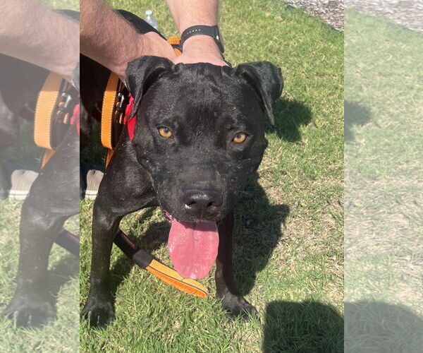 Medium Photo #2 Labrador Retriever-Unknown Mix Puppy For Sale in Euless, TX, USA