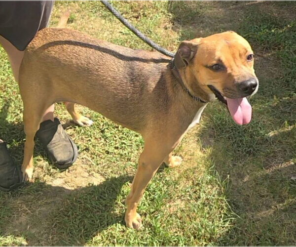 Medium Photo #3 Boxer-Unknown Mix Puppy For Sale in Alexander, AR, USA