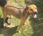 Small #2 Boxer Mix