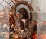 Puppy Salem Australian Shepherd