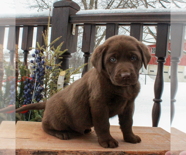 Medium Photo #3 Labrador Retriever Puppy For Sale in MYERSTOWN, PA, USA