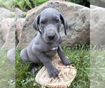 Small #2 Great Dane