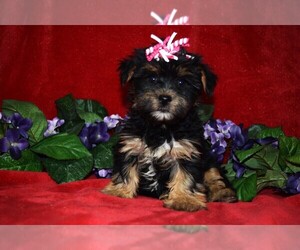 YorkiePoo Puppy for sale in BARNESVILLE, KS, USA