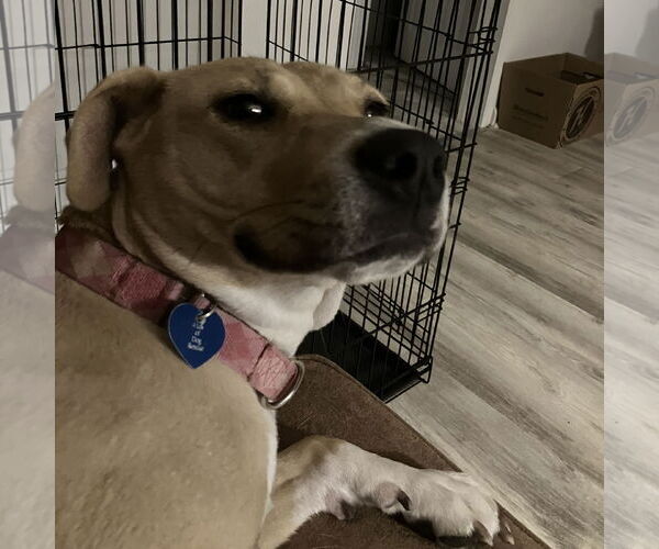 Medium Photo #35 American Pit Bull Terrier-Unknown Mix Puppy For Sale in Fargo, ND, USA