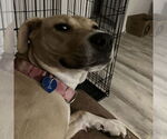 Small #34 American Pit Bull Terrier Mix