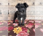 Small #10 Schnauzer (Miniature)