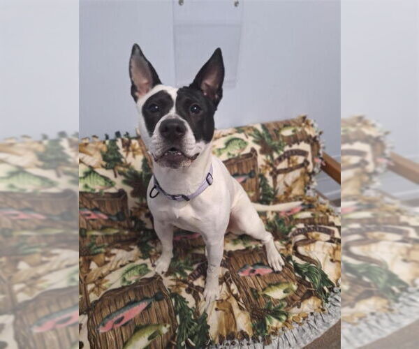 Medium Photo #12 Mutt Puppy For Sale in Gloversville, NY, USA