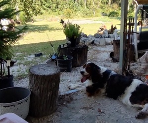 Mother of the English Springer Spaniel puppies born on 08/03/2025