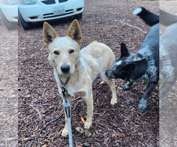 Medium Photo #2 Mutt Puppy For Sale in Paso Robles, CA, USA