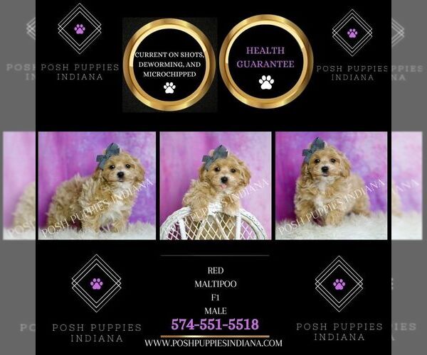 Medium Photo #29 Maltipoo (Miniature) Puppy For Sale in WARSAW, IN, USA