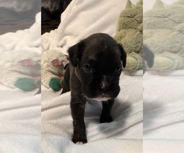 Medium Photo #1 Boxer Puppy For Sale in LANSING, MI, USA
