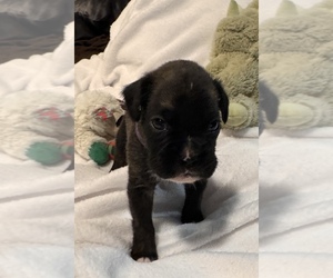 Boxer Puppy for sale in LANSING, MI, USA