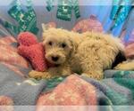 Small Photo #1 Miniature Bernedoodle Puppy For Sale in LEETONIA, OH, USA