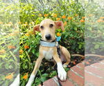 Small #1 Catahoula Leopard Dog-Labrador Retriever Mix
