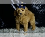 Small #5 Goldendoodle (Miniature)