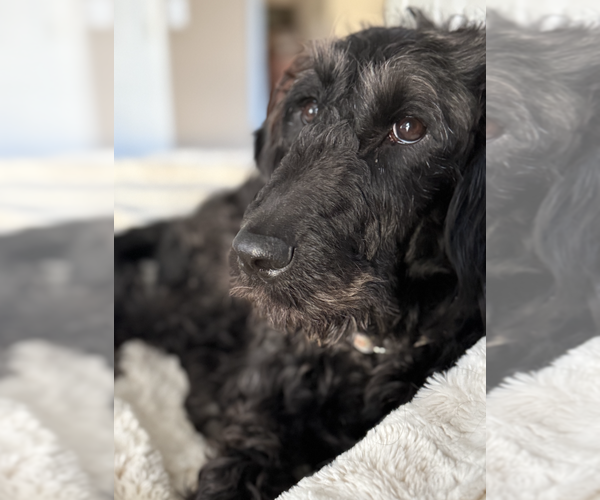 Medium Photo #3 Labrador Retriever-Unknown Mix Puppy For Sale in Candler, NC, USA